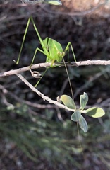 Scudderia