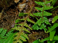 Dryopteris komarovii, photograph (c) Jacy Chen, some rights reserved (CC BY)