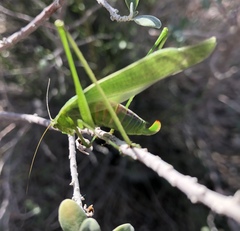 Scudderia