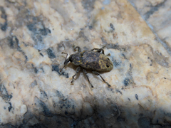Curculionidae