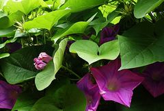 Ipomoea indica
