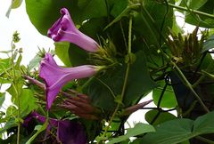 Ipomoea indica
