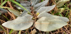 Duguetia furfuracea