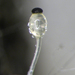 Pilobolus crystallinus - Photo (c) Jerry Cooper,  זכויות יוצרים חלקיות (CC BY), uploaded by Jerry Cooper