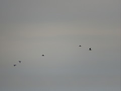 Chroicocephalus maculipennis