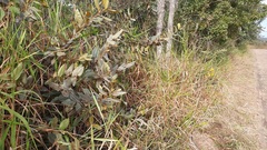 Duguetia furfuracea