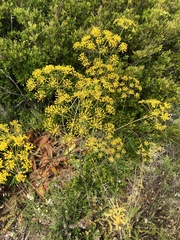 Elaeoselinum asclepium