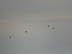 Chroicocephalus maculipennis