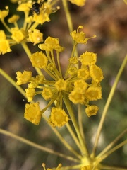 Elaeoselinum asclepium