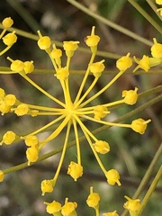 Elaeoselinum asclepium