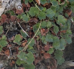 Heuchera hirsutissima