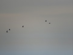 Chroicocephalus maculipennis