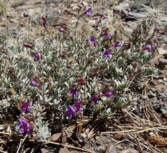 Penstemon californicus