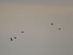 Chroicocephalus maculipennis