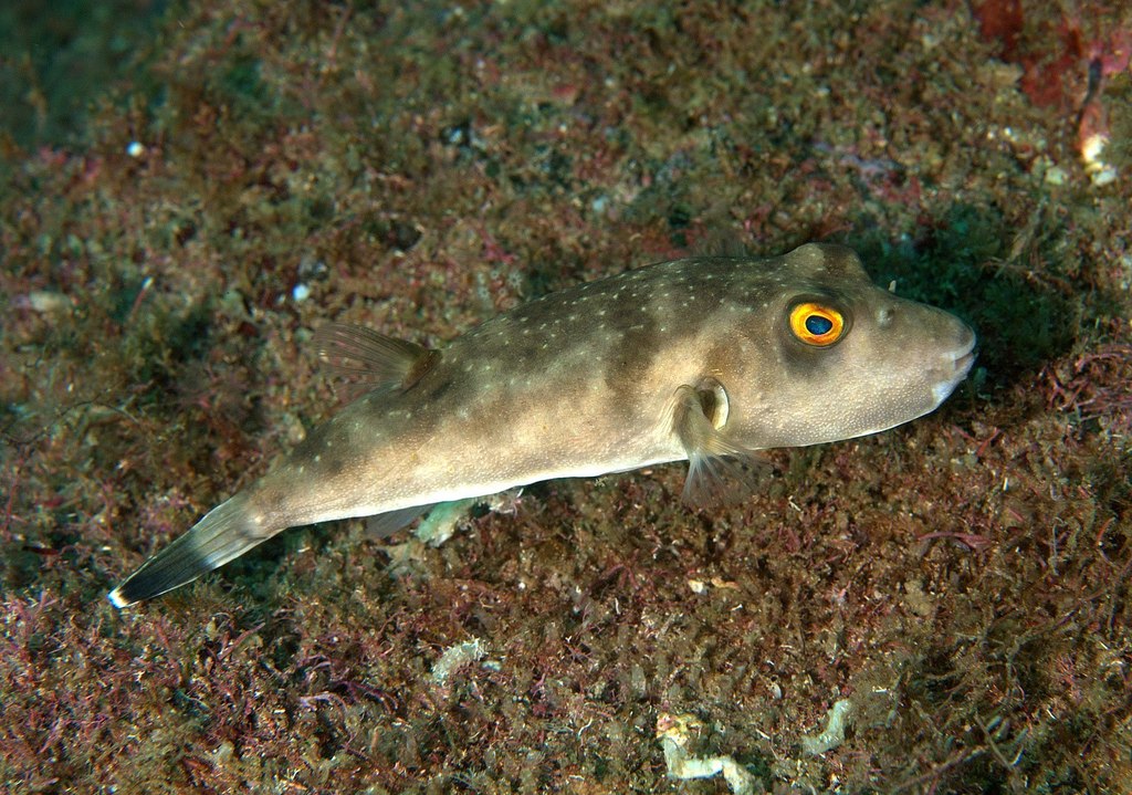 Naked Puffer