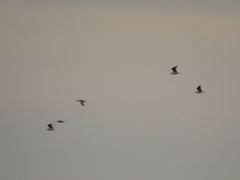 Chroicocephalus maculipennis