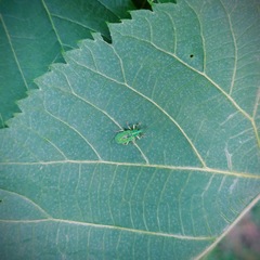 Polydrusus formosus