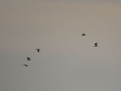 Chroicocephalus maculipennis