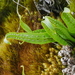 Lepisorus clathratus - Photo (c) Jacy Chen, algunos derechos reservados (CC BY), subido por Jacy Chen