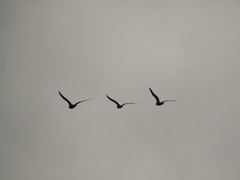 Chroicocephalus maculipennis