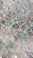 Dracocephalum olchonense