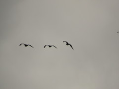 Chroicocephalus maculipennis