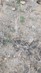 Dracocephalum olchonense