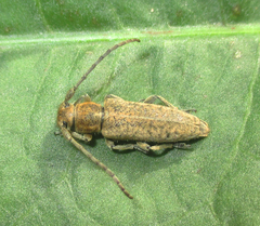 Phytoecia hirsutula