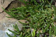 Delosperma cooperi