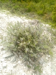 Lavandula angustifolia
