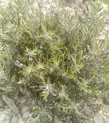 Lavandula angustifolia