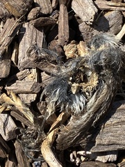 Psaltriparus minimus