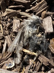 Psaltriparus minimus