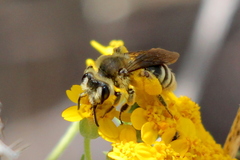 Simandrena