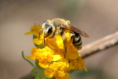 Simandrena