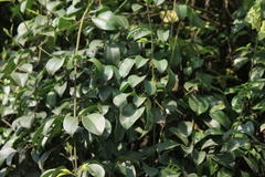 Jasminum lanceolarium