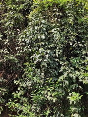 Jasminum lanceolarium