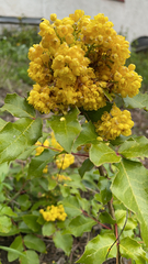 Berberis aquifolium