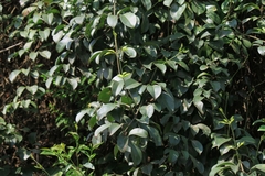 Jasminum lanceolarium