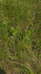 Asclepias amplexicaulis