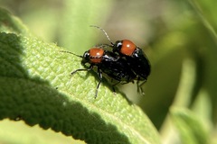 Cryptocephalus sanguinicollis