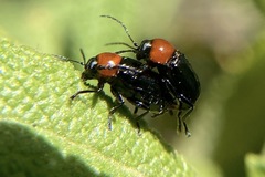 Cryptocephalus sanguinicollis