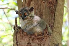 Lepilemur leucopus