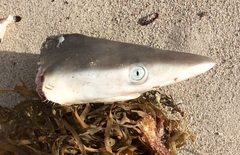 Carcharhinus
