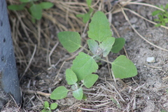 Chenopodium album