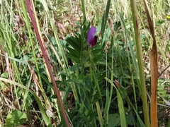 Vicia sativa