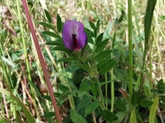 Vicia sativa
