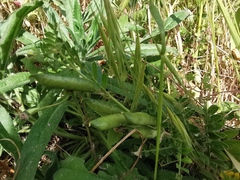 Vicia sativa