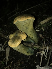 Gloeocantharellus