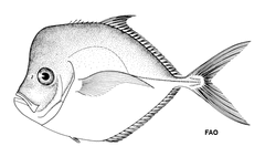 Caribbean Moonfish photo 2